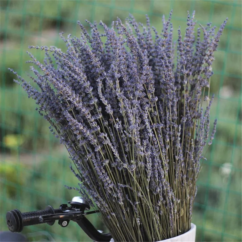 Natural_Dried_Lavender_-_-4349675 Natural Dried Lavender -