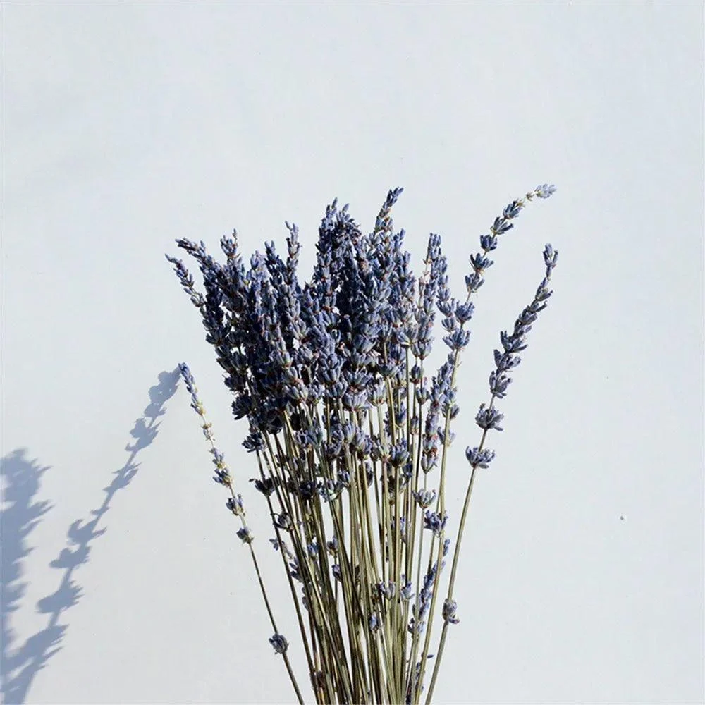 Natural_Dried_Lavender_-_-4349679 Natural Dried Lavender -