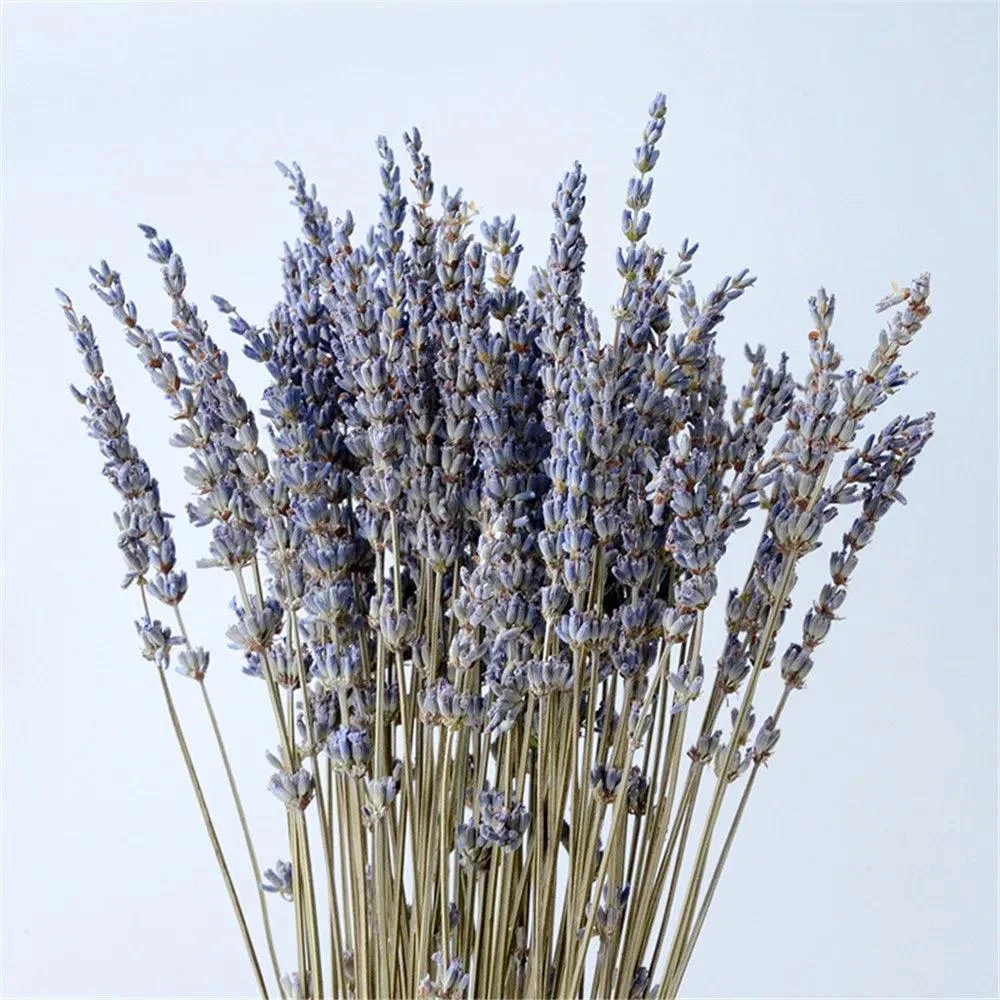 Natural_Dried_Lavender_-_-4349683 Natural Dried Lavender -