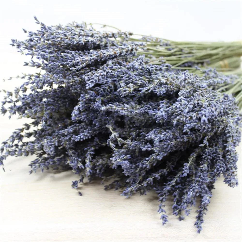 Natural_Dried_Lavender_-_-4349688 Natural Dried Lavender -