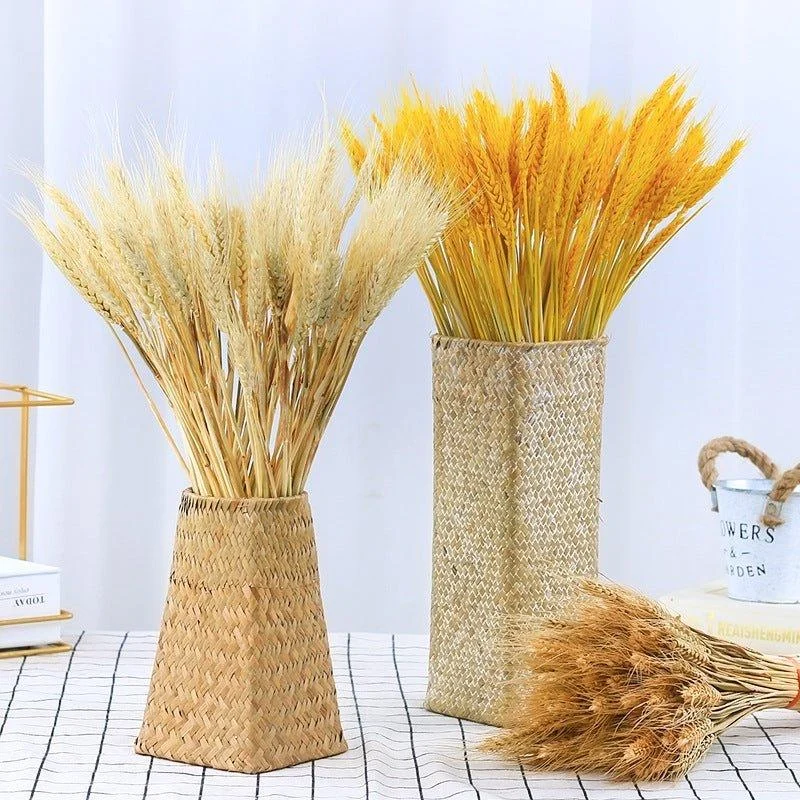 Natural_Dried_Wheat_-_-4349692 Natural Dried Wheat -
