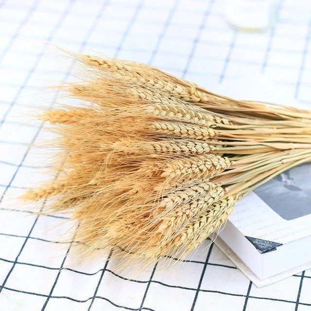 Natural_Dried_Wheat_-_-4349695 Natural Dried Wheat -