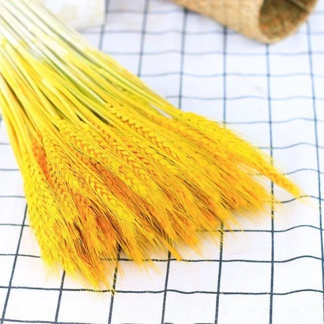 Natural_Dried_Wheat_-_-4349699 Natural Dried Wheat -