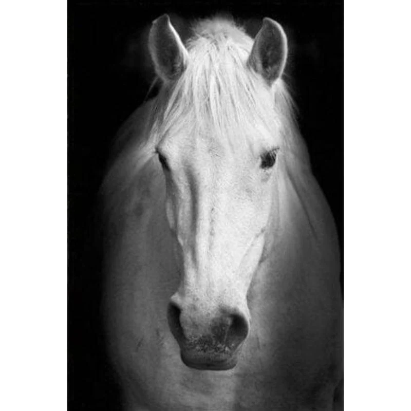 Niar_Canvas_-_-4350433 Niar Canvas -