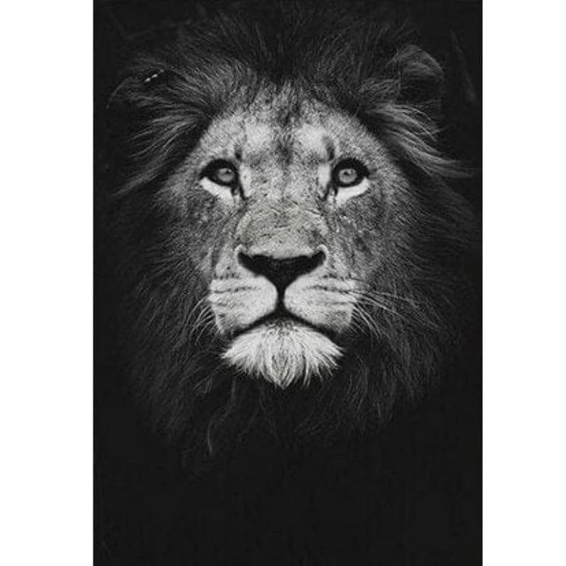 Niar_Canvas_-_-4350455 Niar Canvas -