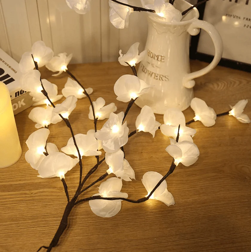 Orchid Orchid