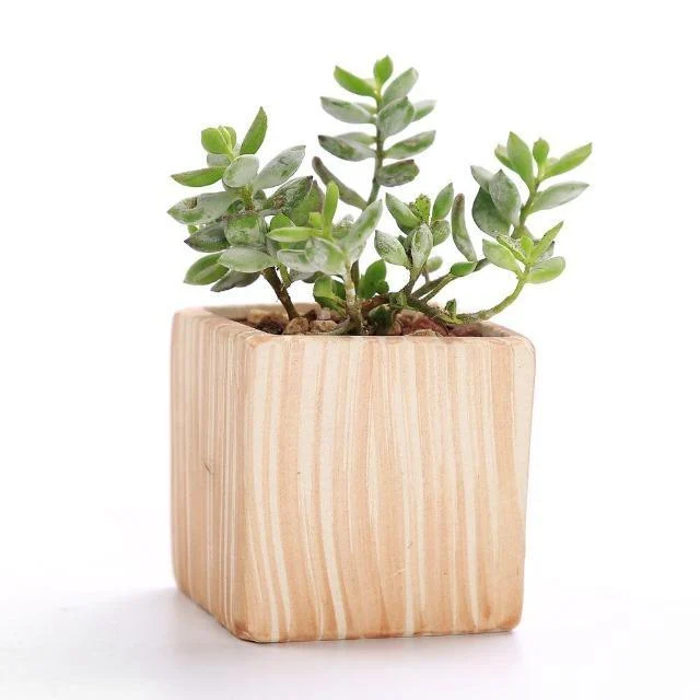 SUN-E-6-in-Set-3-Inch-Ceramic-Wooden-Pattern-Succulent-Plant-Pot-Cactus-Plant-Pot_b3962fff-6086-4c08-b73e-678e98dac1fe Sun E 6 In Set 3 Inch Ceramic Wooden Pattern Succulent Plant Pot Cactus Plant Pot B3962fff 6086 4c08 B73e 678e98dac1fe