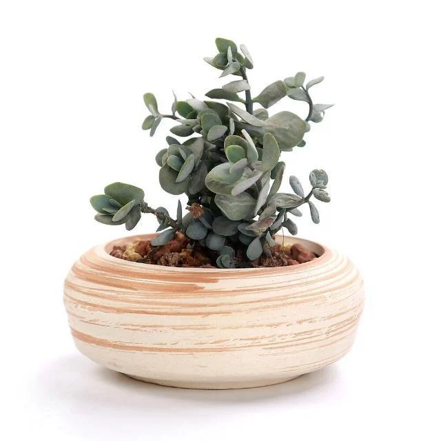 SUN-E-6-in-Set-3-Inch-Ceramic-Wooden-Pattern-Succulent-Plant-Pot-Cactus-Plant-Pot_d93e0899-d2cb-48da-a6d5-ac2723c69f2d Sun E 6 In Set 3 Inch Ceramic Wooden Pattern Succulent Plant Pot Cactus Plant Pot D93e0899 D2cb 48da A6d5 Ac2723c69f2d