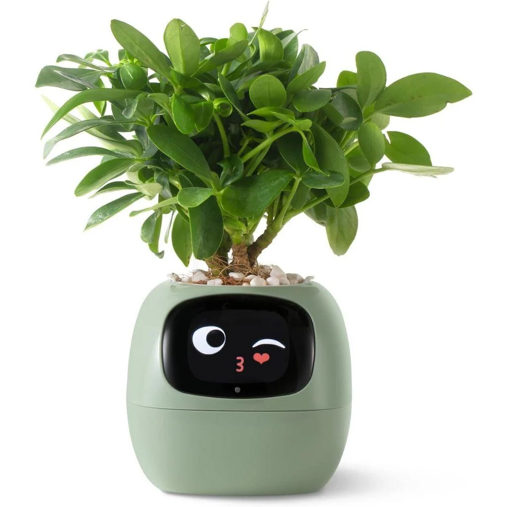 ivy-smart-plant-pot-evolved-chargers_13 Ivy Smart Plant Pot Evolved Chargers 13
