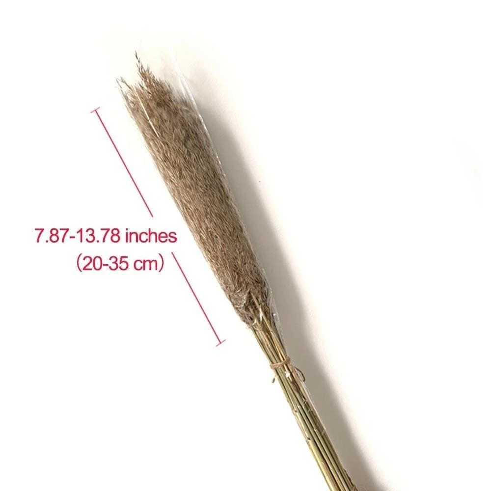 Pampas Grass Decor Plants Home Wedding Decor Dried Flowers Bunch Feather Flowers Natural Phragmites Tall 20 F3827f08 2de3 4185 9ec0 409cb829e4a8